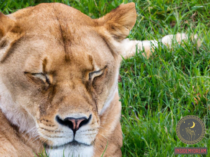 Other Common Lioness Dreams And Their Meanings