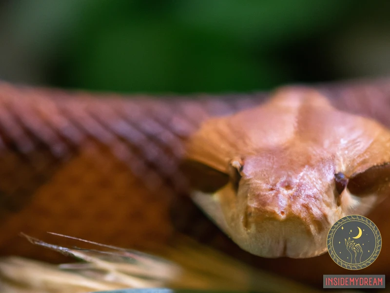 Overview Of Copperhead Snakes