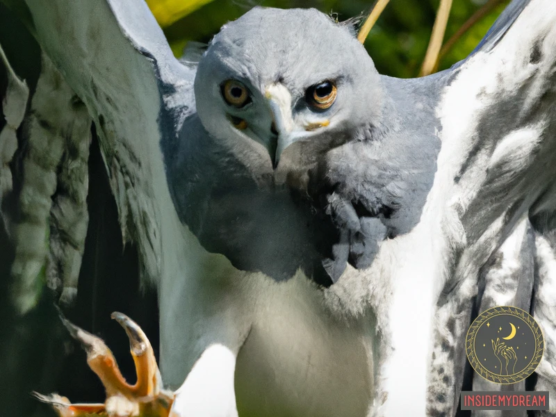 The Harpy Eagle Symbolism
