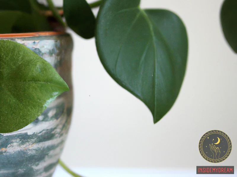The Significance Of Money Plant