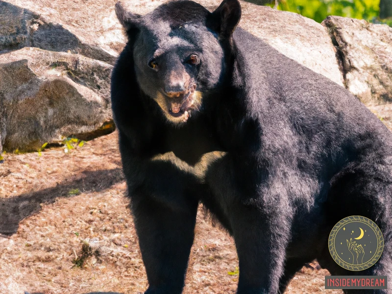 The Symbolism Of A Big Black Bear
