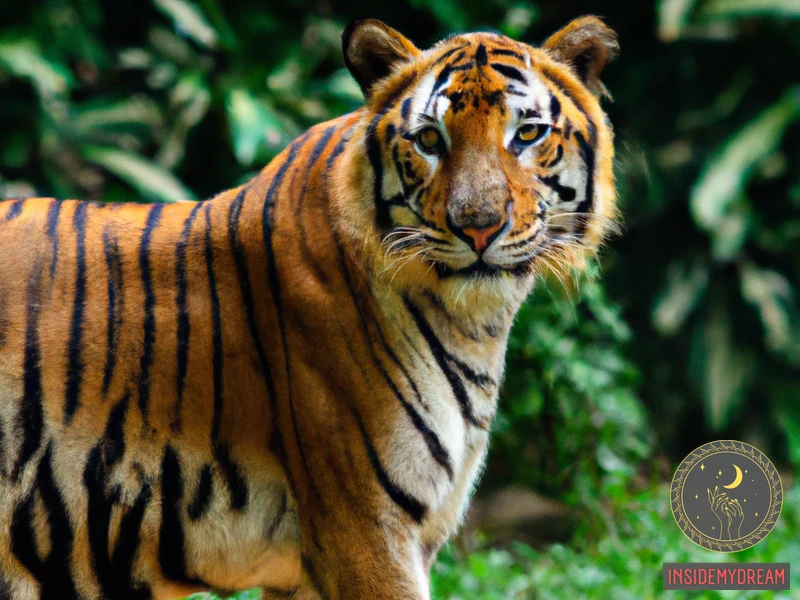 Understanding The Symbolism Of Tigers