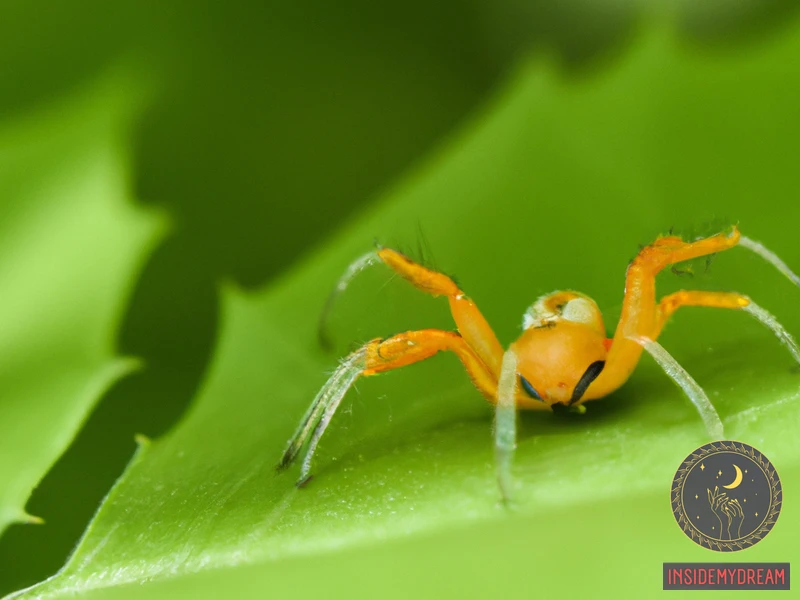What Does An Orange Spider Represent?