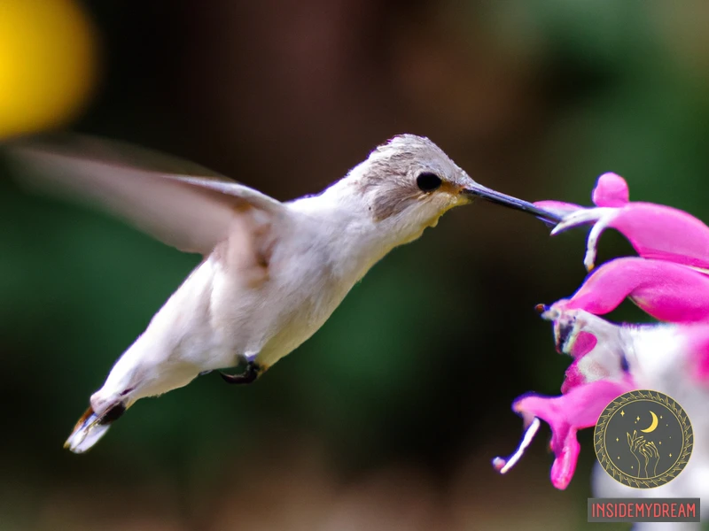 What Is A White Hummingbird?