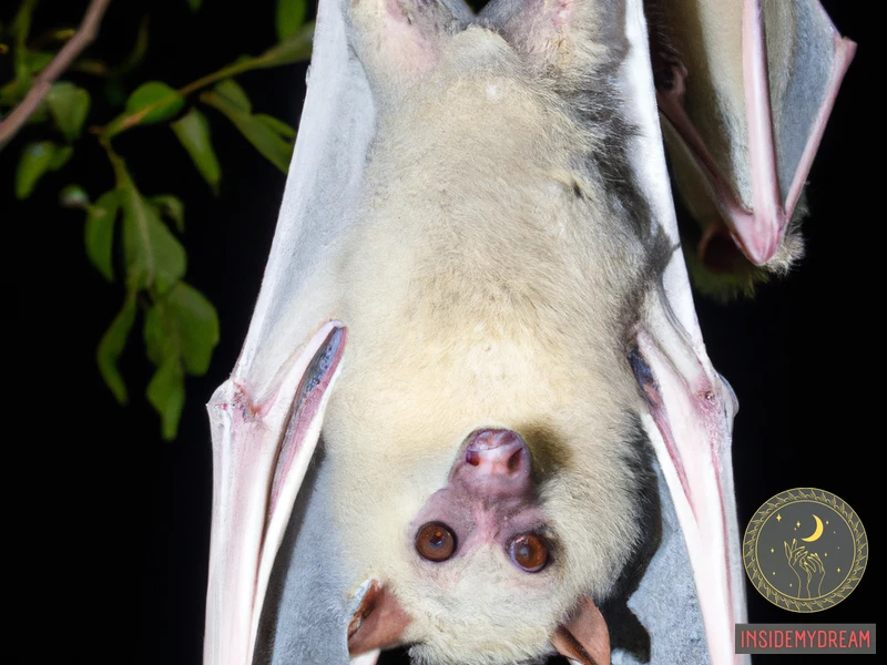 What Is An Albino Flying Fox?