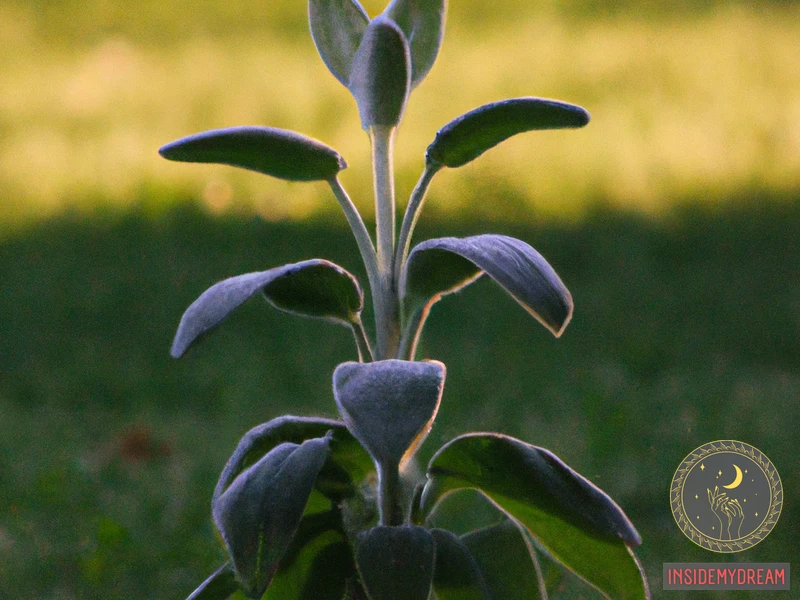 What Is Sage Herb?