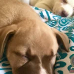 What Does Dreaming About a Puppy with Two Faces Mean?