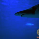 Sharks in Water Dreams Meaning: Interpretations and Symbolism