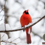 Meaning of Dreaming About a Red Cardinal