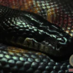 Maroon Snake Dream Meaning: Decoding the Symbolic Messages