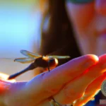 The Significance of Dreaming About a Dragonfly Landing on a Loved One