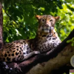 What Does It Mean to Dream of a Leopard?