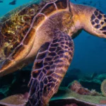 Unlocking The Secrets of Turtle Dream Meaning