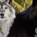 What does it mean to dream of a black and white wolf?