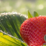 Unveiling the Mystery of Strawberry Dreams