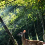 Wounded Deer Dream Meaning: Understanding the Message