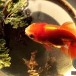The Symbolic Meaning of Goldfish Dreams