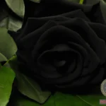 What Does it Mean to Dream About Black Roses?