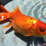 Exploring the Meaning of Dreams about Goldfish Out of Water