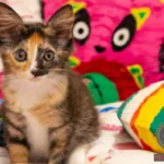 Exploring the Different Meanings of Kitten Moods in Dreams