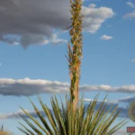 Unraveling the Meaning of Yucca Plant Dreams