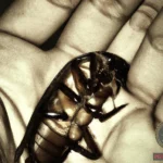 Killing Cockroaches Dream Meaning: What Does It Mean?