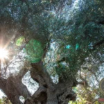 Understanding the Olive Tree Dream Meaning