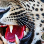 Unlocking the Mystery: Leopard with Blood in its Mouth Dream Meaning