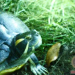The Fascinating Interpretation of Dreaming of Green Turtles