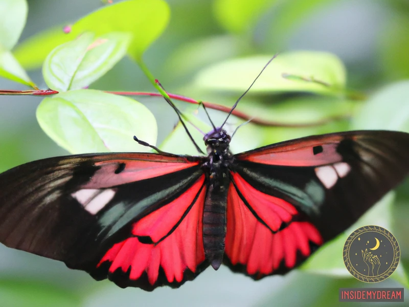 Interpreting The Details Of Your Red Butterfly Dream