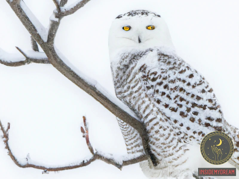 Symbolism Of Snowy Owls