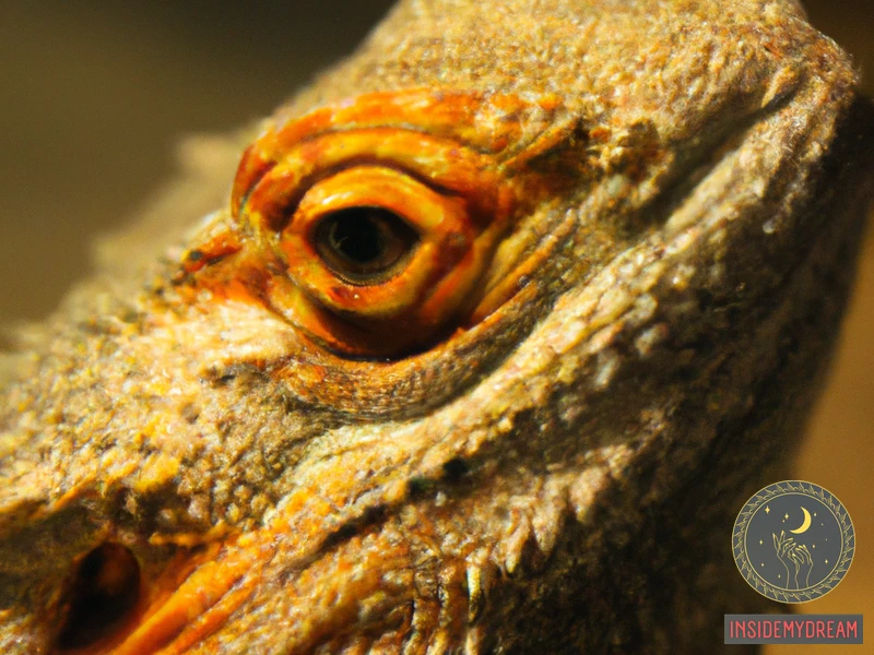 Understanding Bearded Dragons