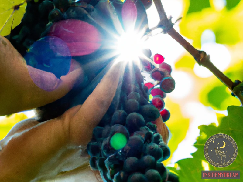 What Does It Mean To Dream About Picking Grapes?