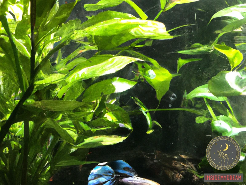 What Is A Blue Betta Fish?