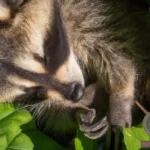 Unlocking the Secrets of Baby Raccoon Dreams