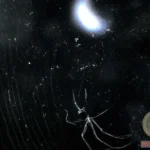 Exploring the Meaning of Black Spiders in Dreams