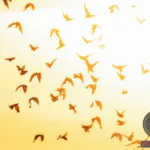 Understanding the Dreams about Birds Falling from the Sky
