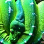 Decoding the Symbolism of a Big Green Snake Dream