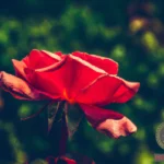 Understanding the Symbolism of Red Rose Dreams