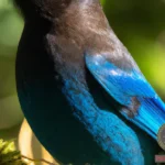 Decoding the Symbolism of Steller's Jay Bird in Dreams