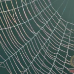 Unraveling the Symbolism of Spiders Everywhere Dream