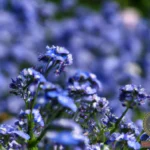 The Hidden Meaning Behind Dreaming About Blue Flowers