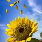 Decoding the Symbolism of Sunflower Seeds in Dreams
