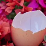 Unveiling the Symbolism of Broken Egg Dreams