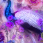 Exploring the Deep Symbolism of Peacock Skeleton Dreams