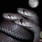 Unraveling the Mystery: Double Headed Snake Dream Meaning