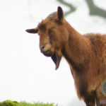The Significance of Dreaming about a Brown Goat