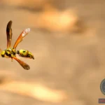 Discovering the Yellow Jacket Wasp Dream Meaning