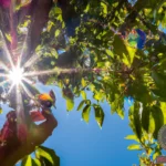 The Meaning of Picking Fruit from a Tree in Your Dreams