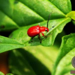 Understanding the Symbolism of Red Beetle Dreams